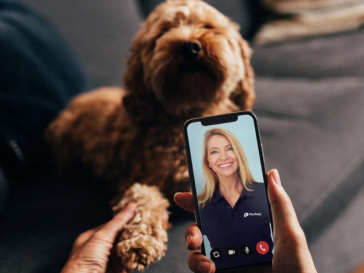Cockapoo & Trude.jpg