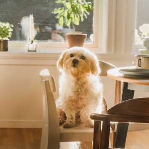 En liten hvit hund sitter på en stol ved frokostbordet og ser inn i kamera (Foto)