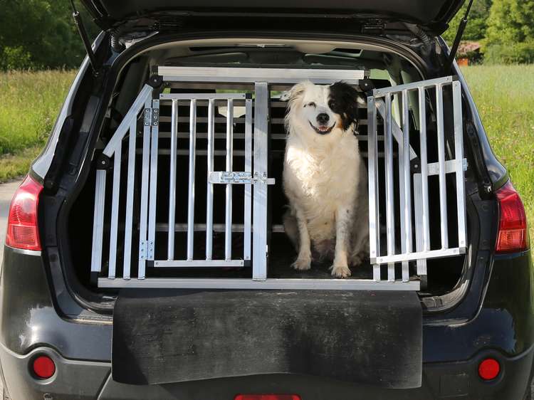 Hund som er forsikret i Frende titter ut av bur i bil