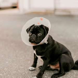 Hund med krage 1