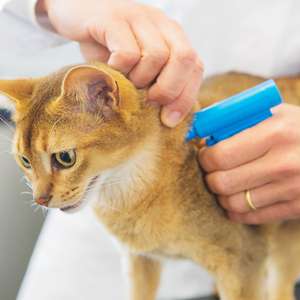 Veterinær ID-merker en oransje katt ved hjelp av et lite, blått håndholdt redskap som holdes mot nakken (Foto)