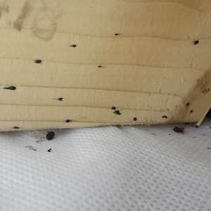 Veggedyr og veggedyrekskrementer under madrass. FOTO Norsk Hussopp Forsikring.jpg