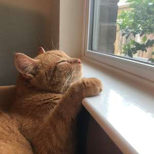 En oransje katt ligger og slapper av i et vindu (Foto)