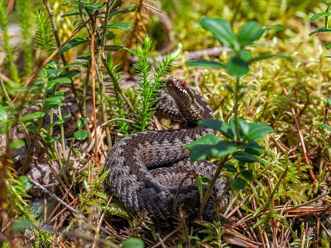 common-viper-8929801_1280