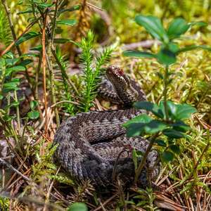 En liten huggorm ligger i forsvarsposisjon i lyngen (Foto)
