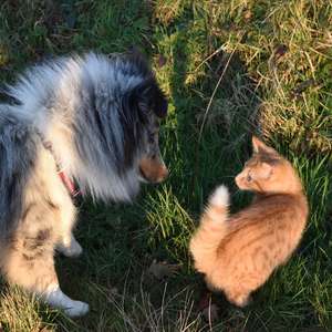 En hund og en katt hilser på hverandre i gresset (Foto)