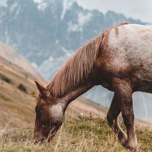 Brun og hvit hest spiser gress med på en slette med snødekte fjell i bakgrunnen (Foto)