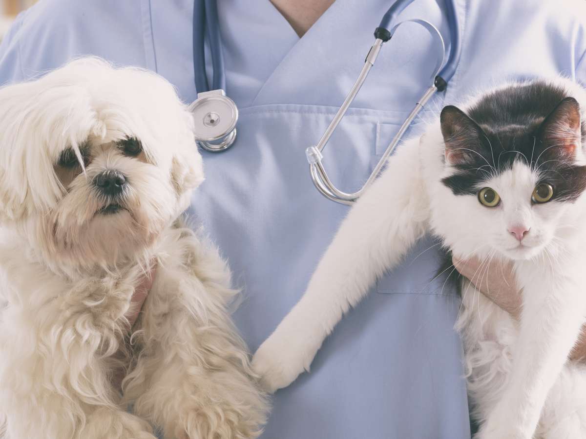 Hund og katt som er forsikret i Frende besøker veterinær