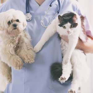 Veterinær holder en liten, hvit hund og en svart og hvit katt i armene sine (Foto)