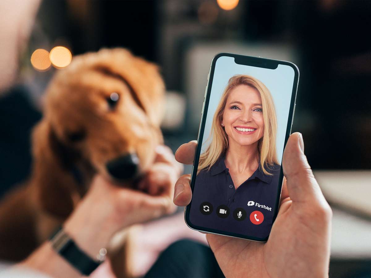 hund og veterinær.jpg