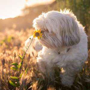 En liten hvit hund lukter på en blomst i sollyset (Foto)