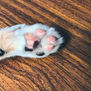 katt halter unsplash.jpg