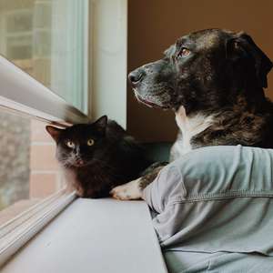 katt og hund i vindu