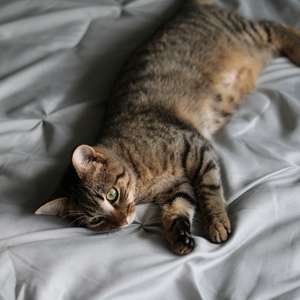 En katt ligger slapp på en dyne og stirrer foran seg (Foto)