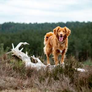 typisk hundeferie.jpg