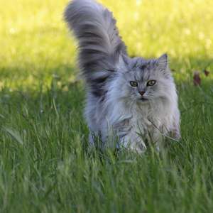 typisk katteferie.jpg