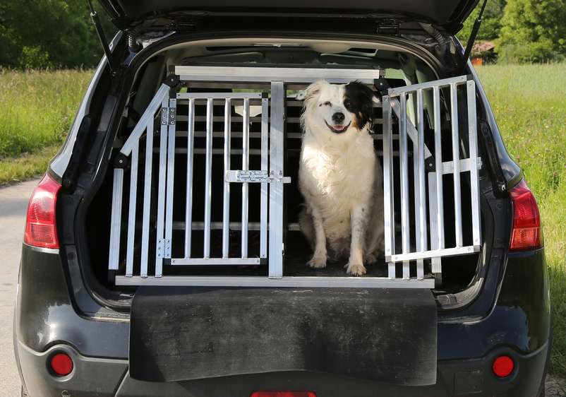 Hund som er forsikret i Frende titter ut av bur i bil